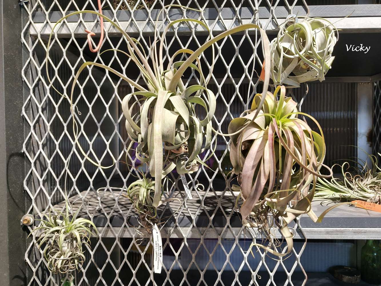 台南中西區特色店家｜木植部：府中街上的無人秘境，空氣鳳梨與誠實商店的療癒邂逅