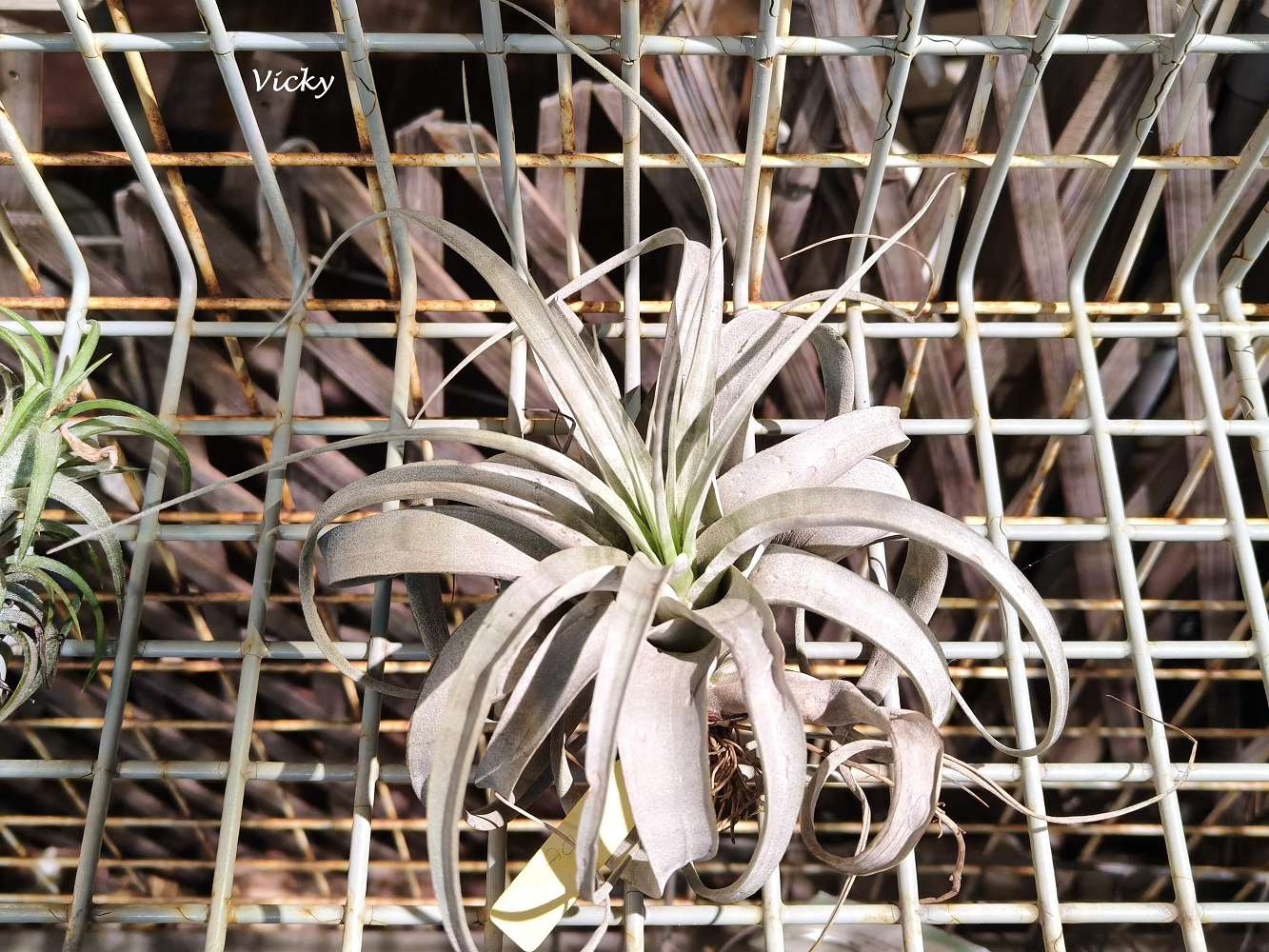 台南中西區特色店家｜木植部：府中街上的無人秘境，空氣鳳梨與誠實商店的療癒邂逅