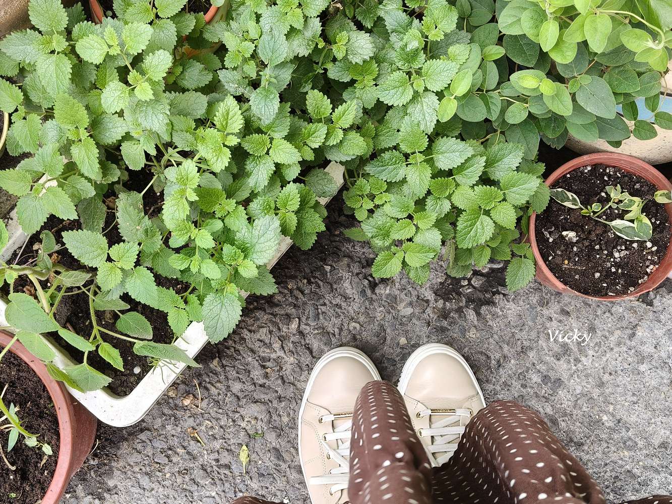 台南中西區美食|芙樂菈露 泰式冬蔭功:民權路上的綠意秘境,老闆娘親種香料的溫暖滋味!附菜單 台南中西區美食|芙樂菈露 泰式冬蔭功:民權路上的綠意秘境,老闆娘親種香料的溫暖滋味!附菜單