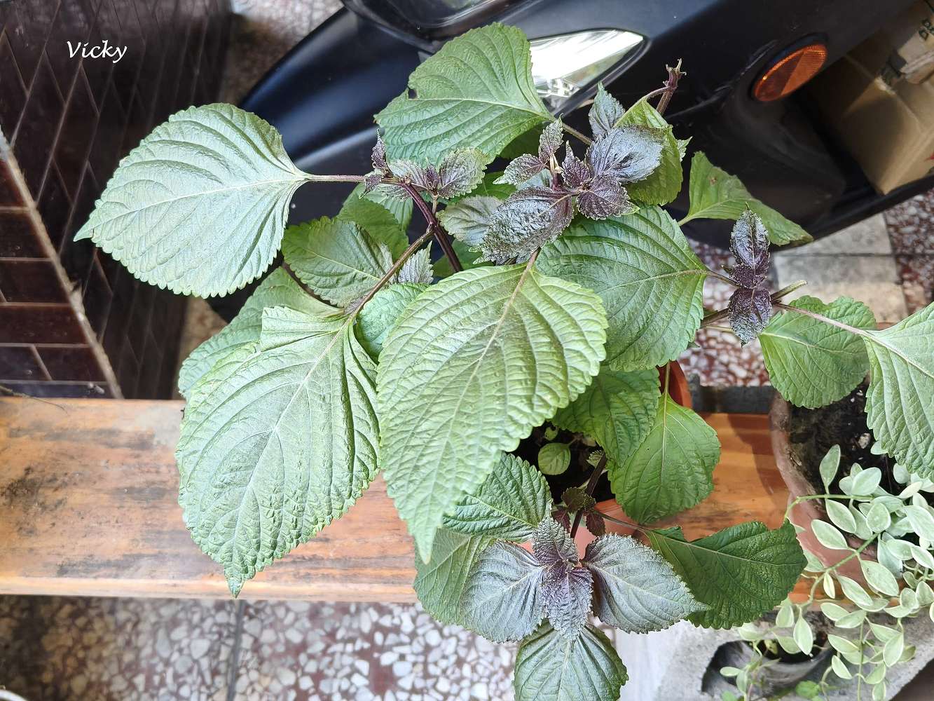 台南中西區美食|芙樂菈露 泰式冬蔭功:民權路上的綠意秘境,老闆娘親種香料的溫暖滋味!附菜單 台南中西區美食|芙樂菈露 泰式冬蔭功:民權路上的綠意秘境,老闆娘親種香料的溫暖滋味!附菜單