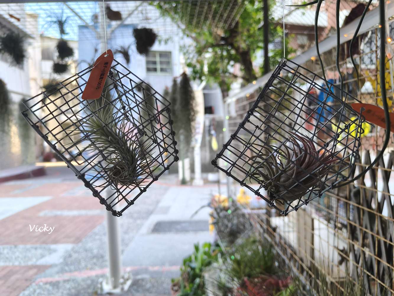 台南中西區特色店家｜木植部：府中街上的無人秘境，空氣鳳梨與誠實商店的療癒邂逅
