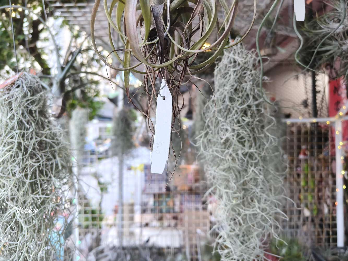 台南中西區特色店家｜木植部：府中街上的無人秘境，空氣鳳梨與誠實商店的療癒邂逅