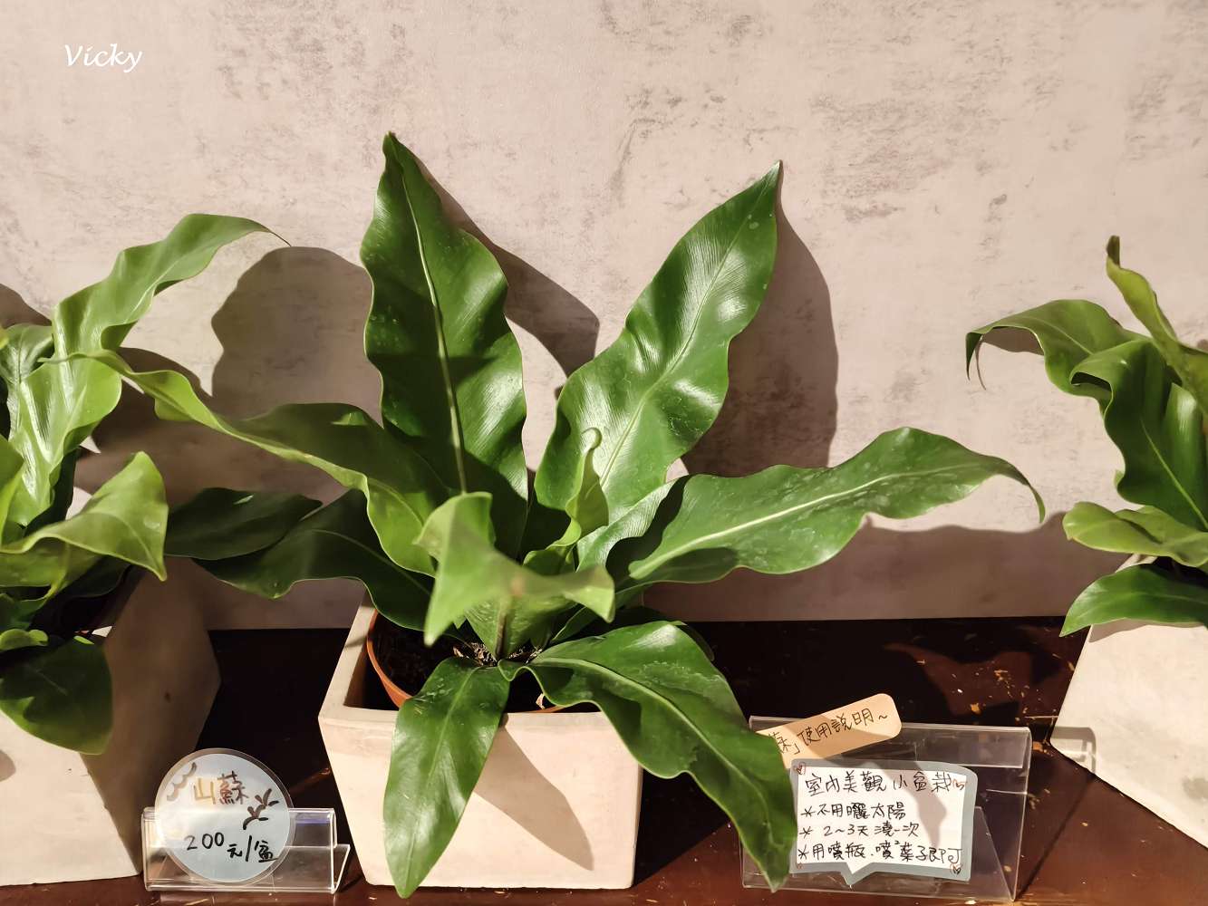 台南成大美食︱ 庫肯花園餐廳 :成大人的青春回憶,好停車、高CP值經典義式餐廳 台南成大美食︱ 庫肯花園餐廳 :成大人的青春回憶,好停車、高CP值經典義式餐廳