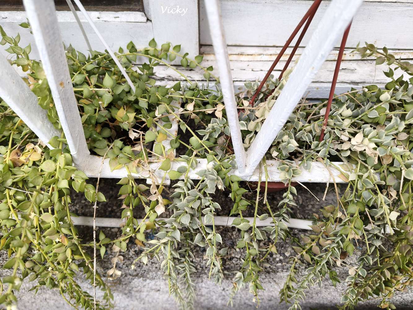 台南老宅咖啡｜窗扉：開元路派出所旁的秘境，躲進老屋品嚐手作厚片與靜謐時光