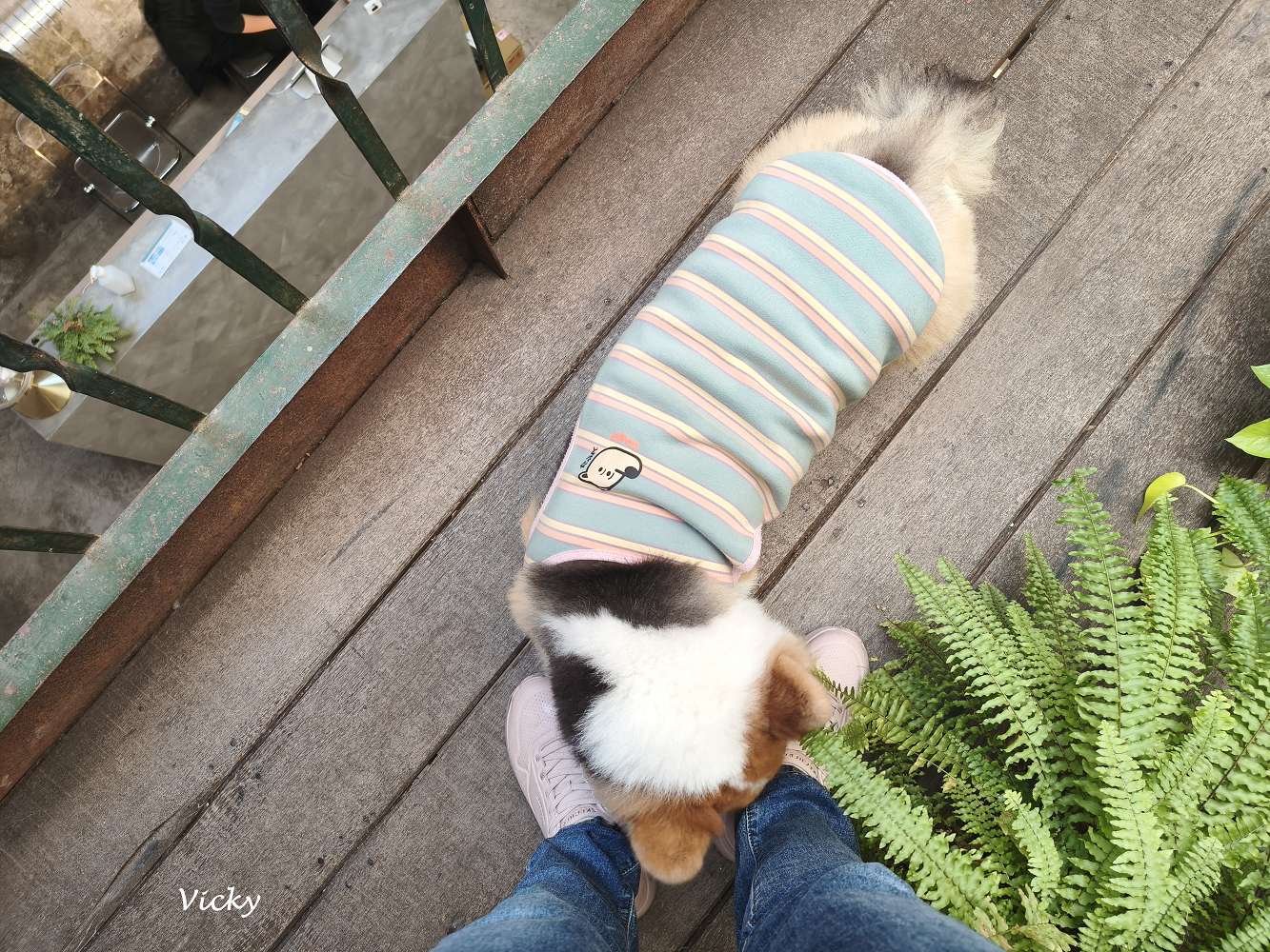 台南中西區︱木蘭：信義街老屋探險，隱身二樓的療癒系咖啡廳，柯基店長「冷摳」與焦糖布丁的午後時光