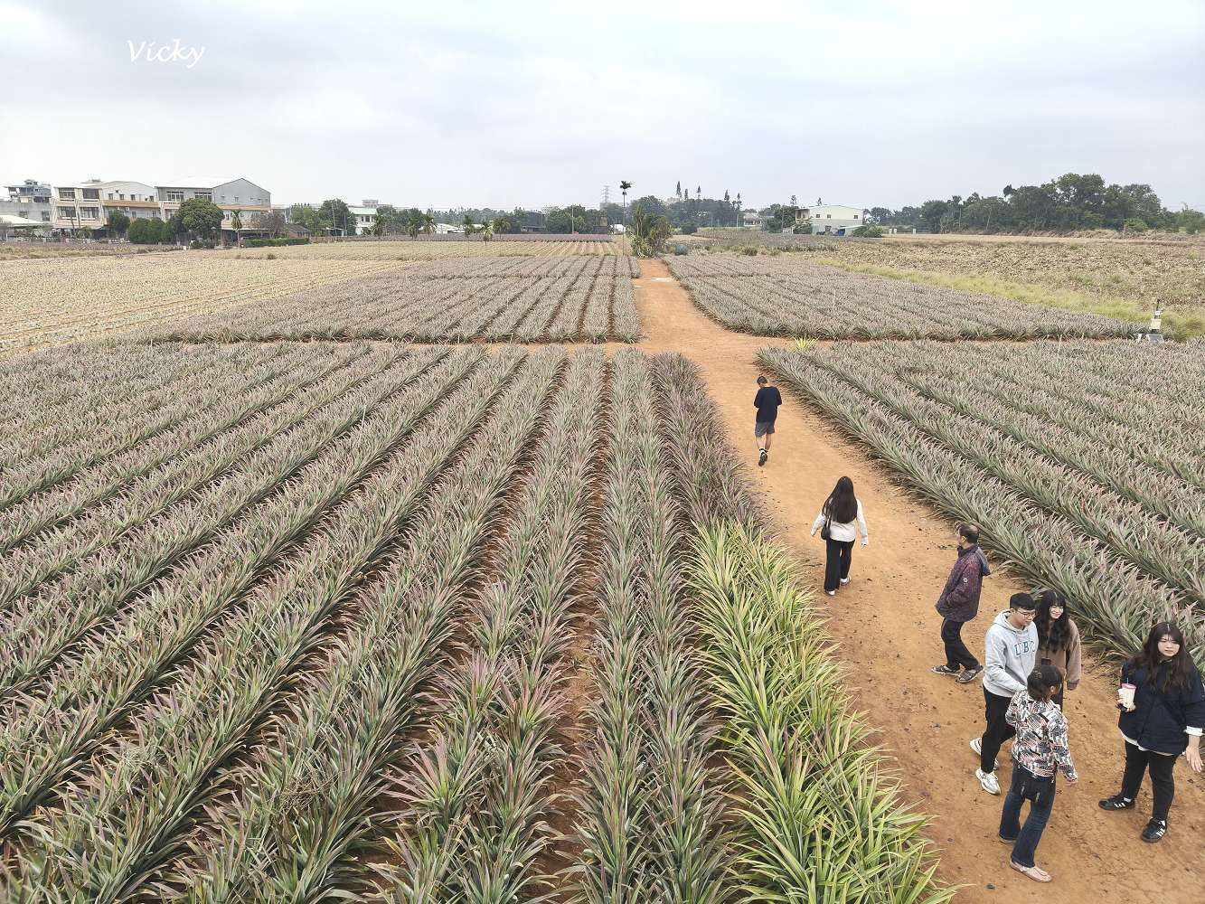 嘉義民雄一日遊｜旺萊山鳳梨文化園區、阿美鳳梨：從土鳳梨酥到超萌雞蛋糕，尋找「不酸」的甜蜜滋味！