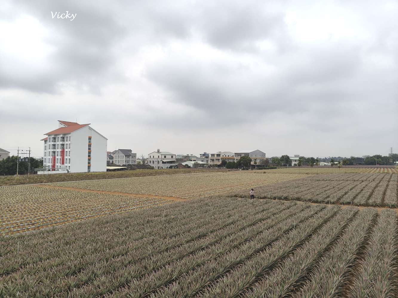 嘉義民雄一日遊｜旺萊山鳳梨文化園區、阿美鳳梨：從土鳳梨酥到超萌雞蛋糕，尋找「不酸」的甜蜜滋味！