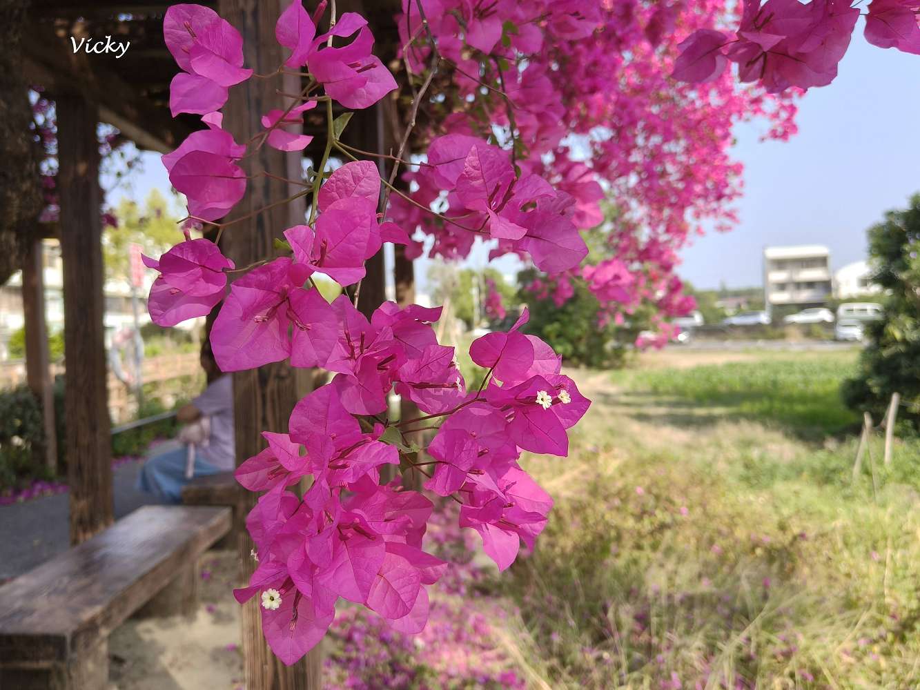 台南新化景點︱南圳綠堤堤岸公園、體育公園：老街旁的華麗轉身！昔日雜亂小徑變身寬敞花廊，全新特色遊戲場，親子放電、飯後散步的絕美秘境