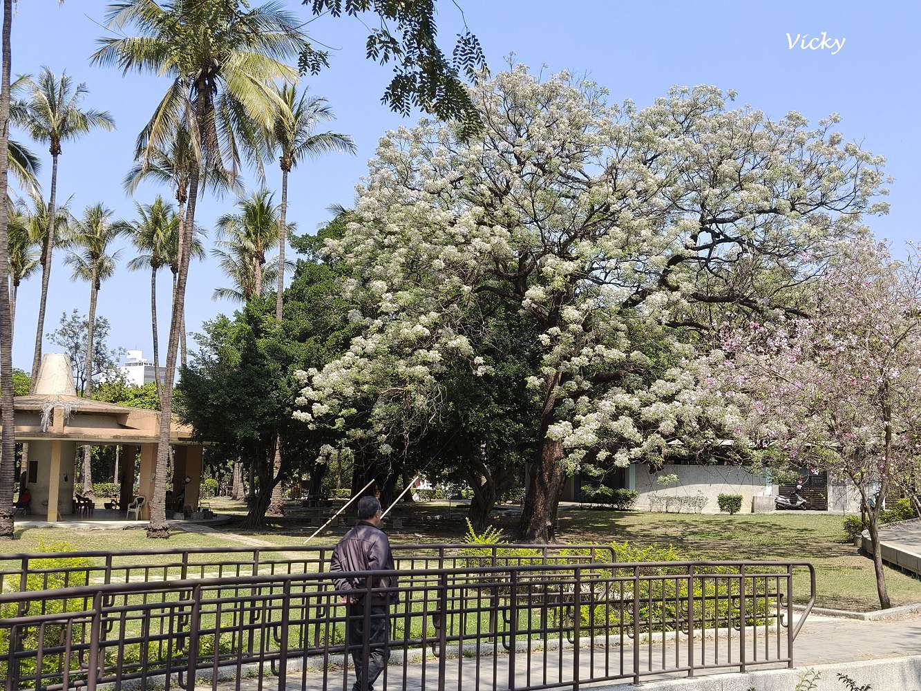 2026 台南公園春季賞花指南：走進苦楝花的紫色夢境，如童話般的燕潭與歷史木屋