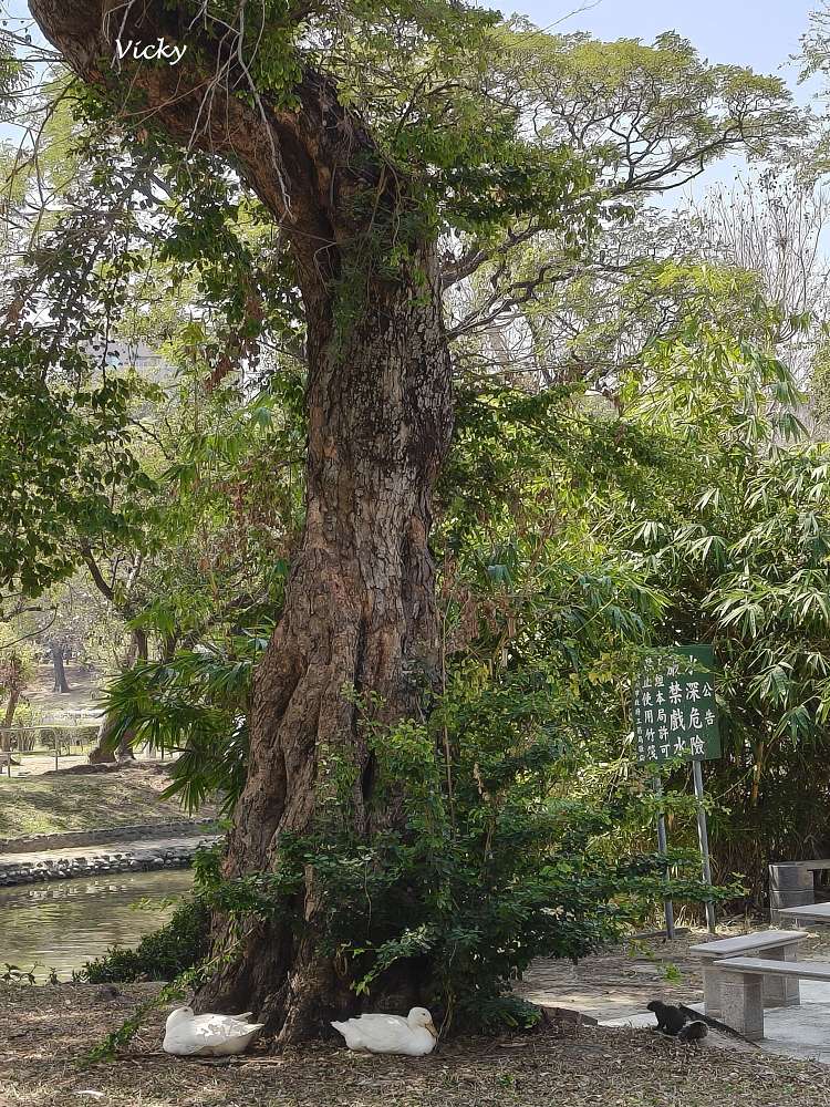 2026 台南公園春季賞花指南：走進苦楝花的紫色夢境，如童話般的燕潭與歷史木屋