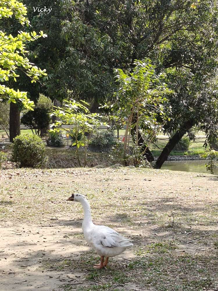 2026 台南公園春季賞花指南：走進苦楝花的紫色夢境，如童話般的燕潭與歷史木屋