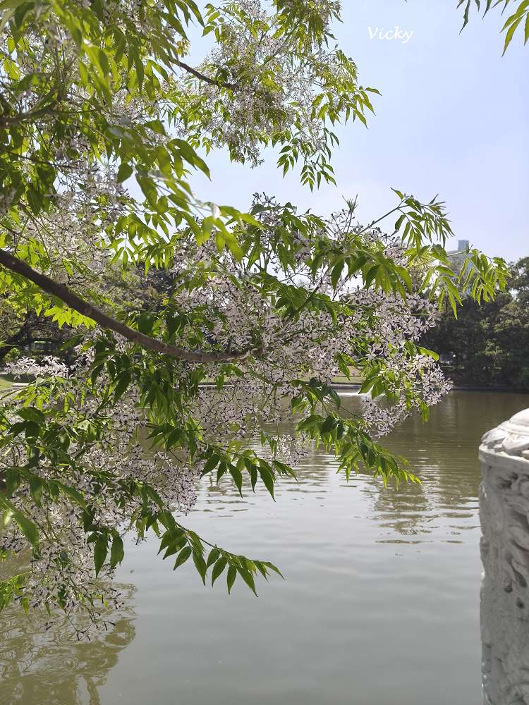 2026 台南公園春季賞花指南：走進苦楝花的紫色夢境，如童話般的燕潭與歷史木屋