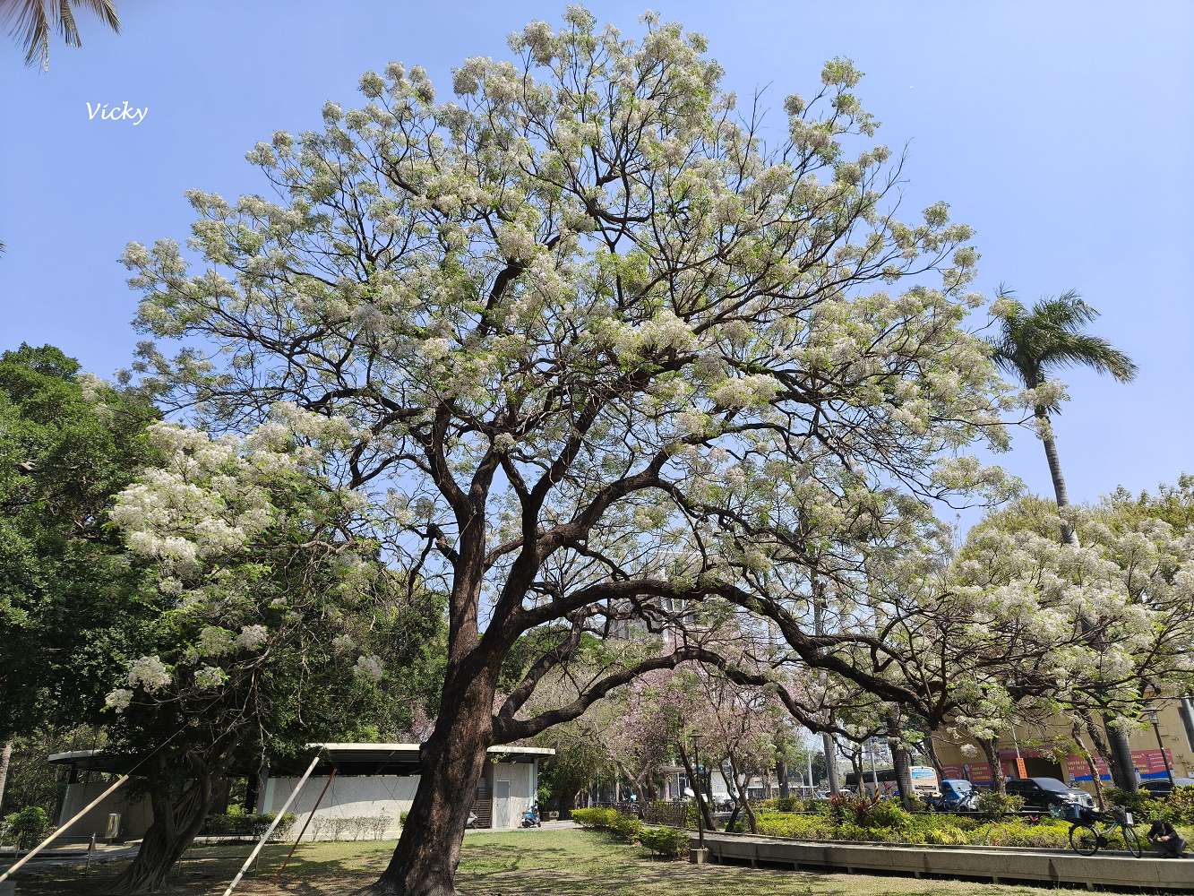 2026 台南公園春季賞花指南：走進苦楝花的紫色夢境，如童話般的燕潭與歷史木屋