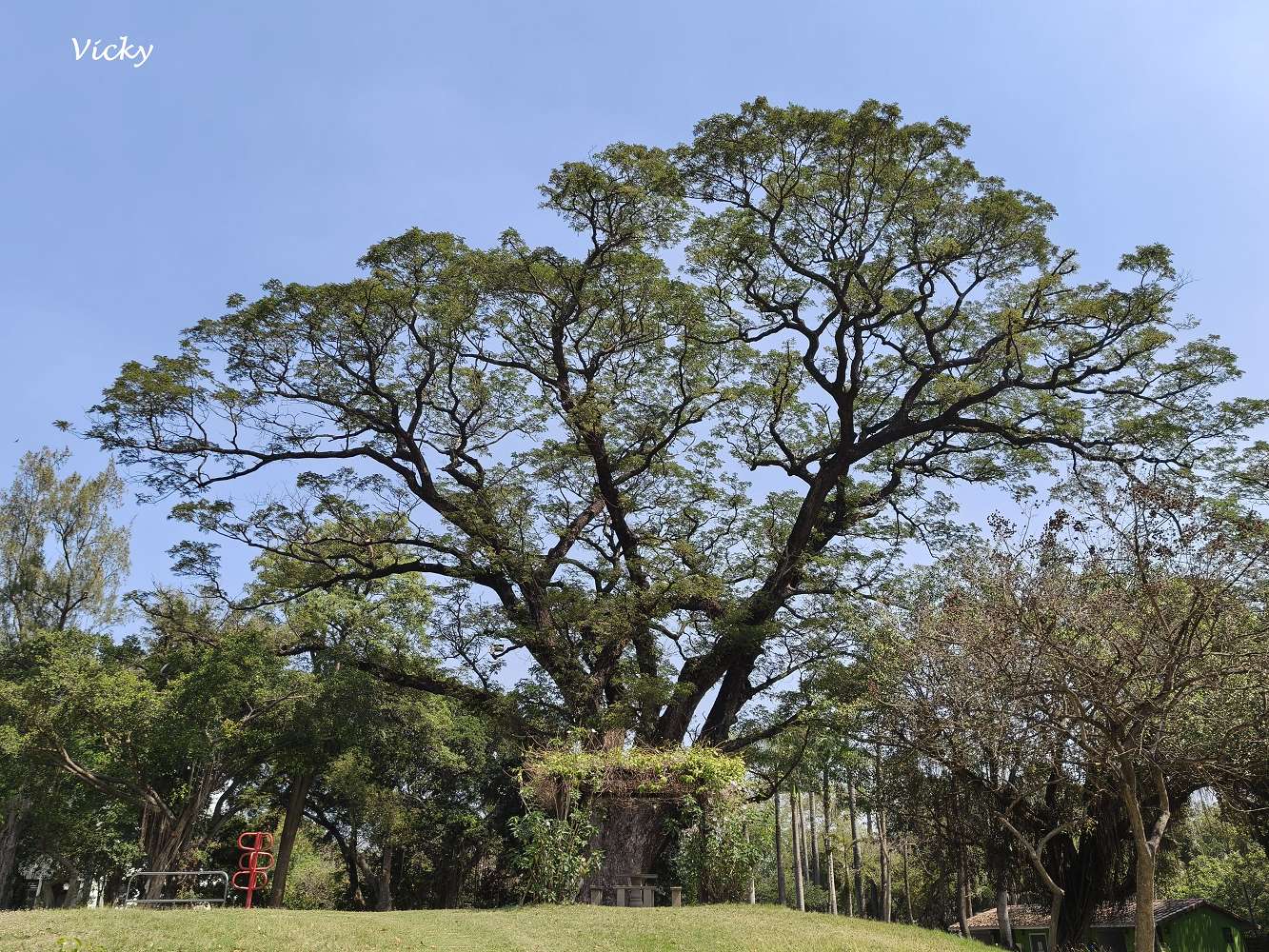 2026 台南公園春季賞花指南：走進苦楝花的紫色夢境，如童話般的燕潭與歷史木屋