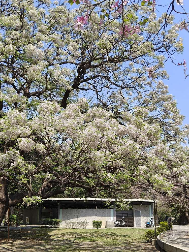 2026 台南公園春季賞花指南：走進苦楝花的紫色夢境，如童話般的燕潭與歷史木屋
