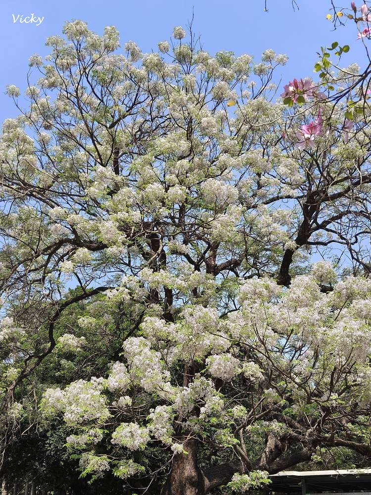 2026 台南公園春季賞花指南：走進苦楝花的紫色夢境，如童話般的燕潭與歷史木屋