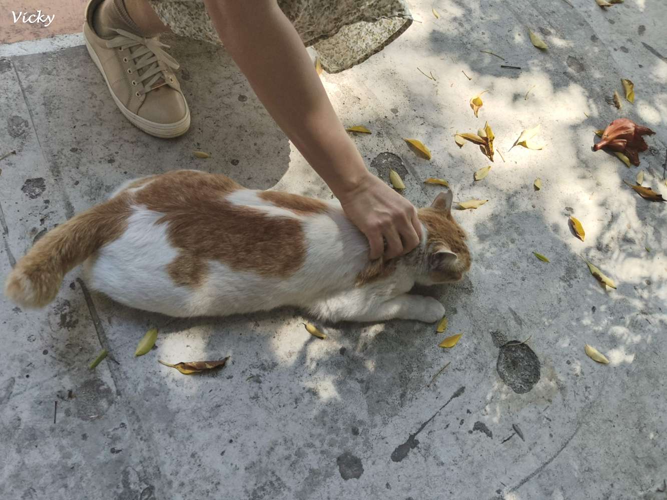 台南老宅蜂大咖啡：隱身民權路巷弄的城市祕境，跳格子、擼貓、享受離塵不離城的時光