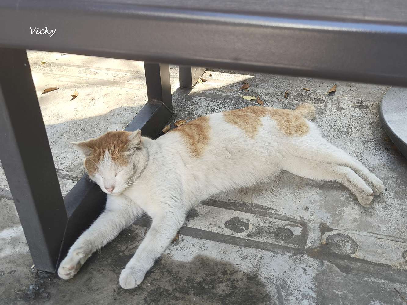 台南老宅蜂大咖啡：隱身民權路巷弄的城市祕境，跳格子、擼貓、享受離塵不離城的時光