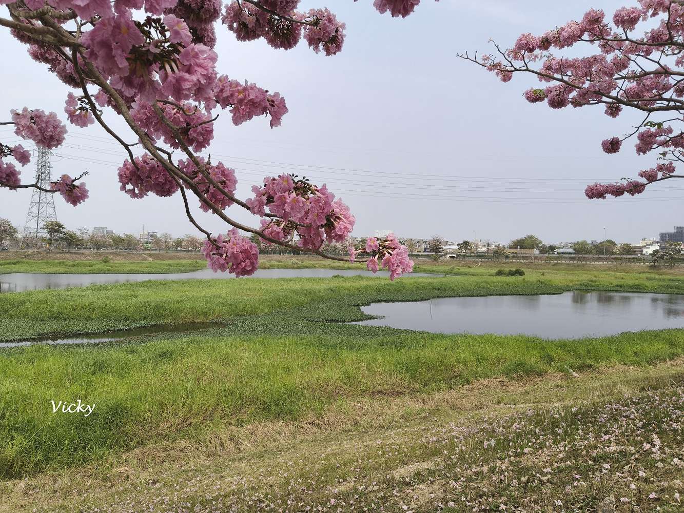 2026台南洋紅風鈴木爆發！三大夢幻粉紅景點全攻略：健康路、公園路、仁德滯洪池，市區就能拍爆落櫻繽紛！