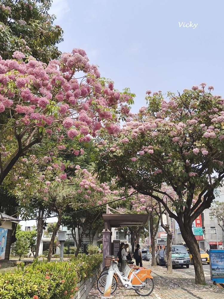 2026台南洋紅風鈴木爆發！三大夢幻粉紅景點全攻略：健康路、公園路、仁德滯洪池，市區就能拍爆落櫻繽紛！