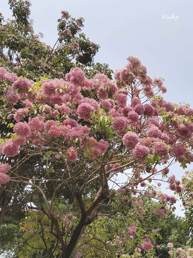 2026台南洋紅風鈴木爆發！三大夢幻粉紅景點全攻略：健康路、公園路、仁德滯洪池，市區就能拍爆落櫻繽紛！