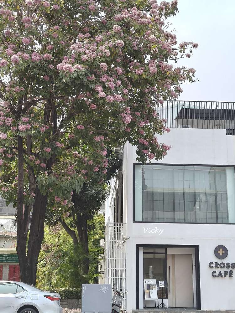 2026台南洋紅風鈴木爆發！三大夢幻粉紅景點全攻略：健康路、公園路、仁德滯洪池，市區就能拍爆落櫻繽紛！