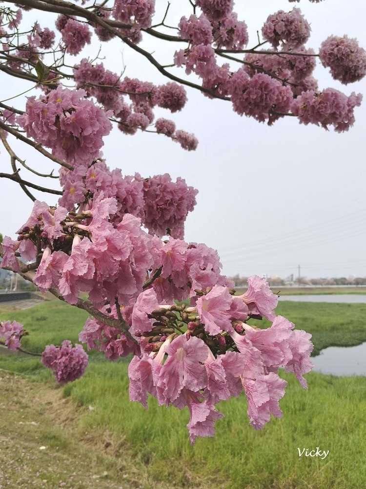 2026台南洋紅風鈴木爆發！三大夢幻粉紅景點全攻略：健康路、公園路、仁德滯洪池，市區就能拍爆落櫻繽紛！