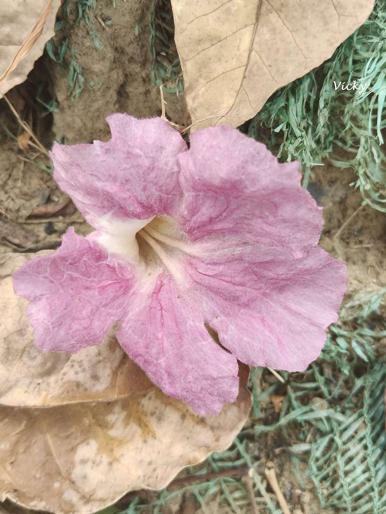 2026台南洋紅風鈴木爆發！三大夢幻粉紅景點全攻略：健康路、公園路、仁德滯洪池，市區就能拍爆落櫻繽紛！