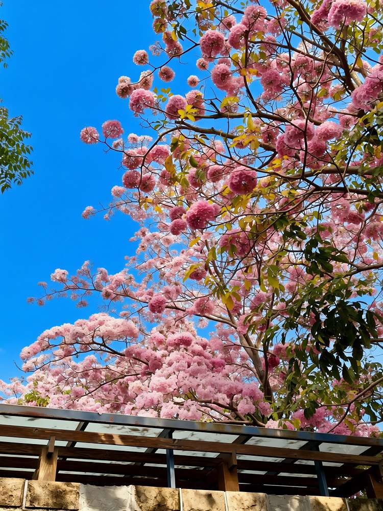 2026台南洋紅風鈴木爆發！三大夢幻粉紅景點全攻略：健康路、公園路、仁德滯洪池，市區就能拍爆落櫻繽紛！