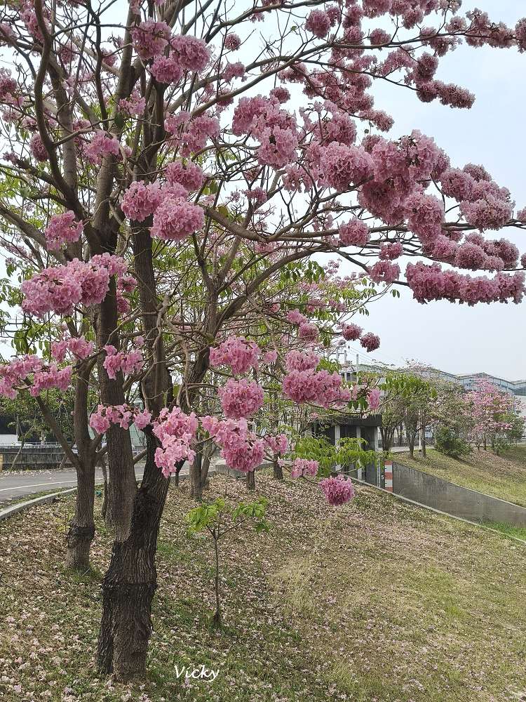 2026台南洋紅風鈴木爆發！三大夢幻粉紅景點全攻略：健康路、公園路、仁德滯洪池，市區就能拍爆落櫻繽紛！