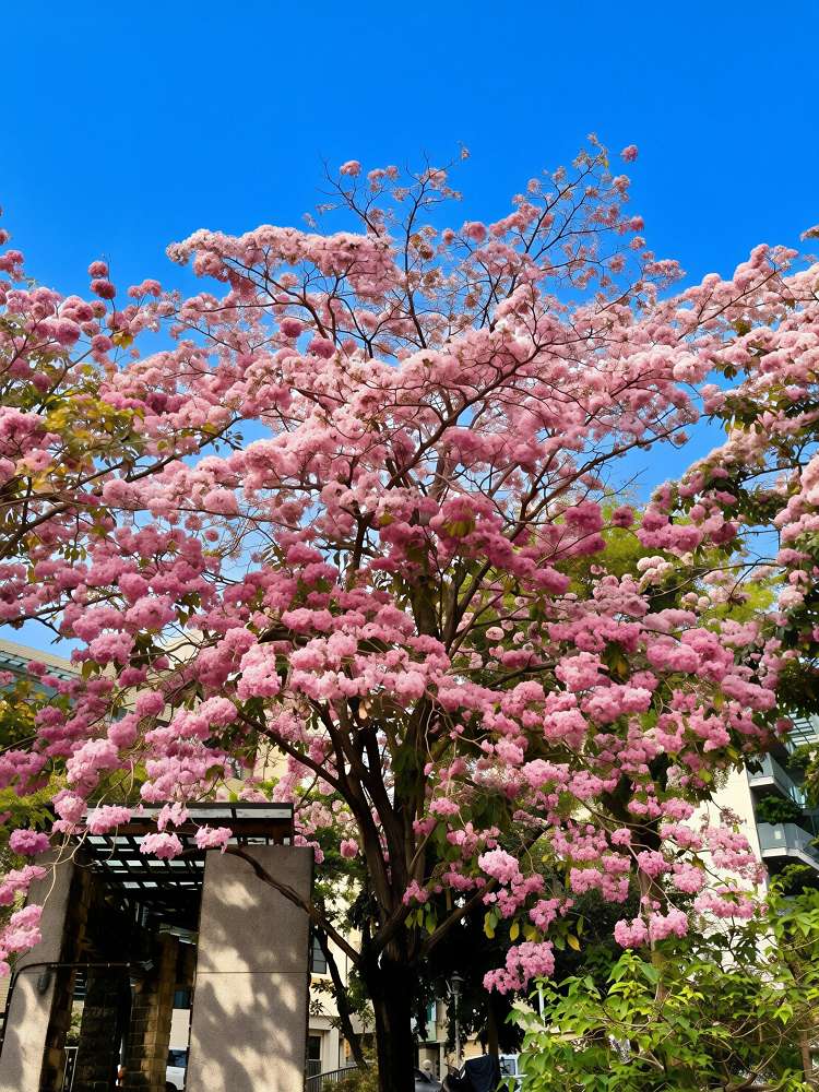 網站近期文章：2026台南洋紅風鈴木爆發！三大夢幻粉紅景點全攻略：健康路、公園路、仁德滯洪池，市區就能拍爆落櫻繽紛！