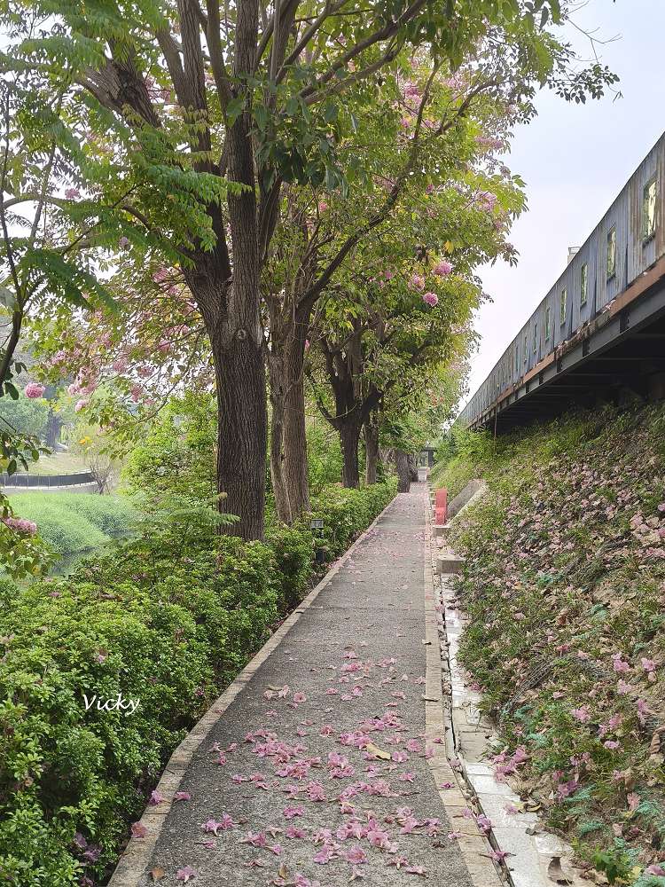 2026台南洋紅風鈴木爆發！三大夢幻粉紅景點全攻略：健康路、公園路、仁德滯洪池，市區就能拍爆落櫻繽紛！
