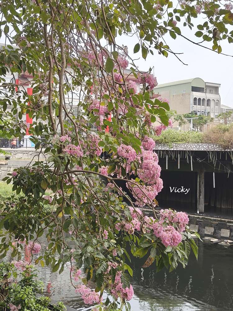 2026台南洋紅風鈴木爆發！三大夢幻粉紅景點全攻略：健康路、公園路、仁德滯洪池，市區就能拍爆落櫻繽紛！