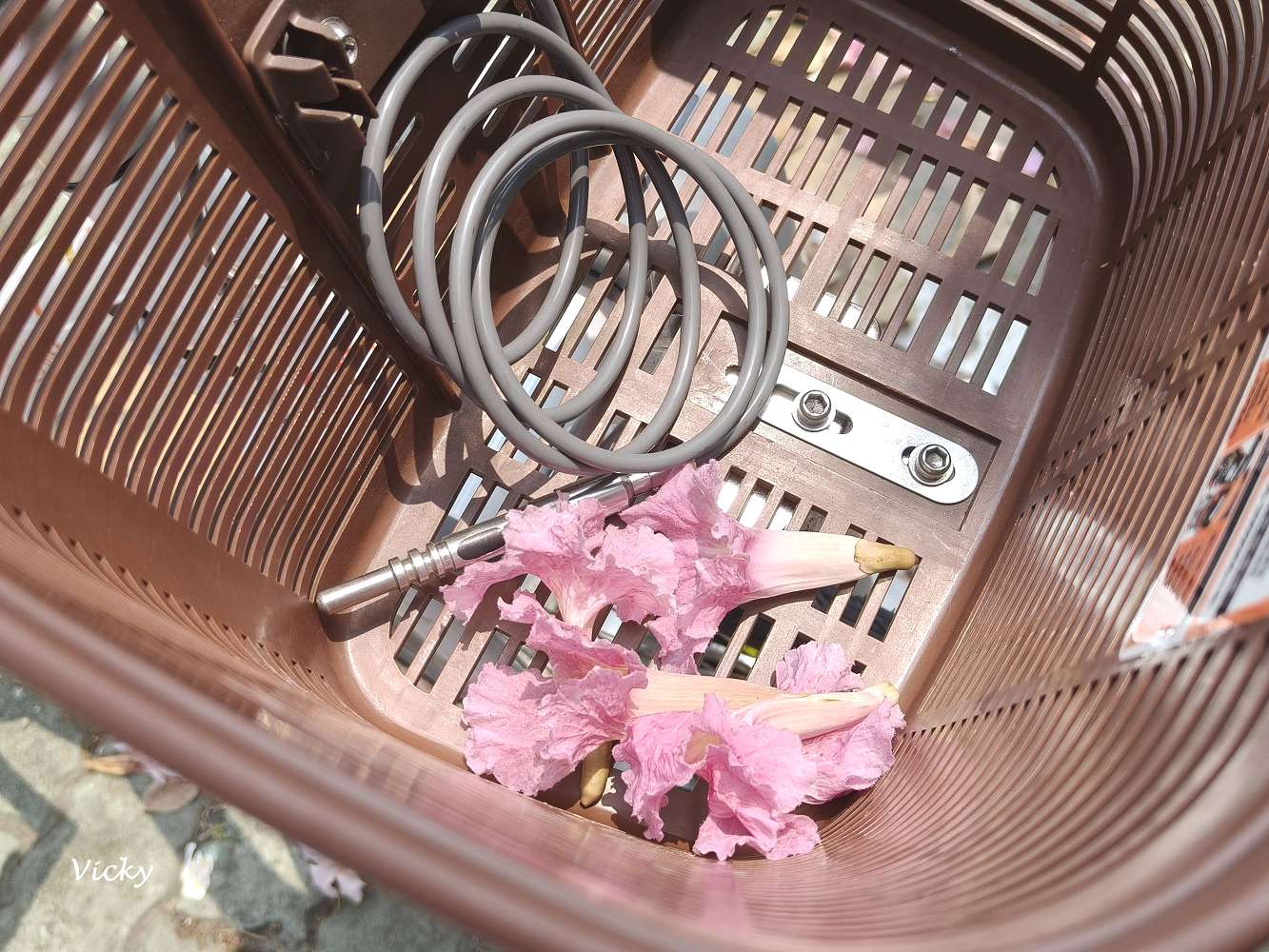 2026台南洋紅風鈴木爆發！三大夢幻粉紅景點全攻略：健康路、公園路、仁德滯洪池，市區就能拍爆落櫻繽紛！