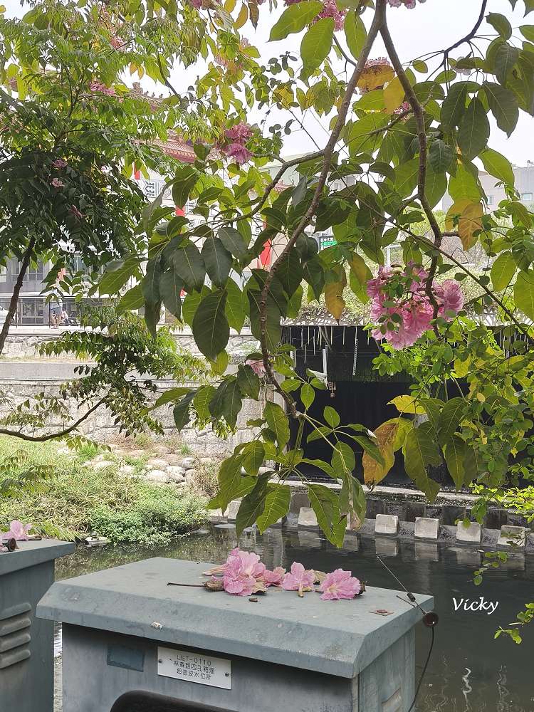 2026台南洋紅風鈴木爆發！三大夢幻粉紅景點全攻略：健康路、公園路、仁德滯洪池，市區就能拍爆落櫻繽紛！