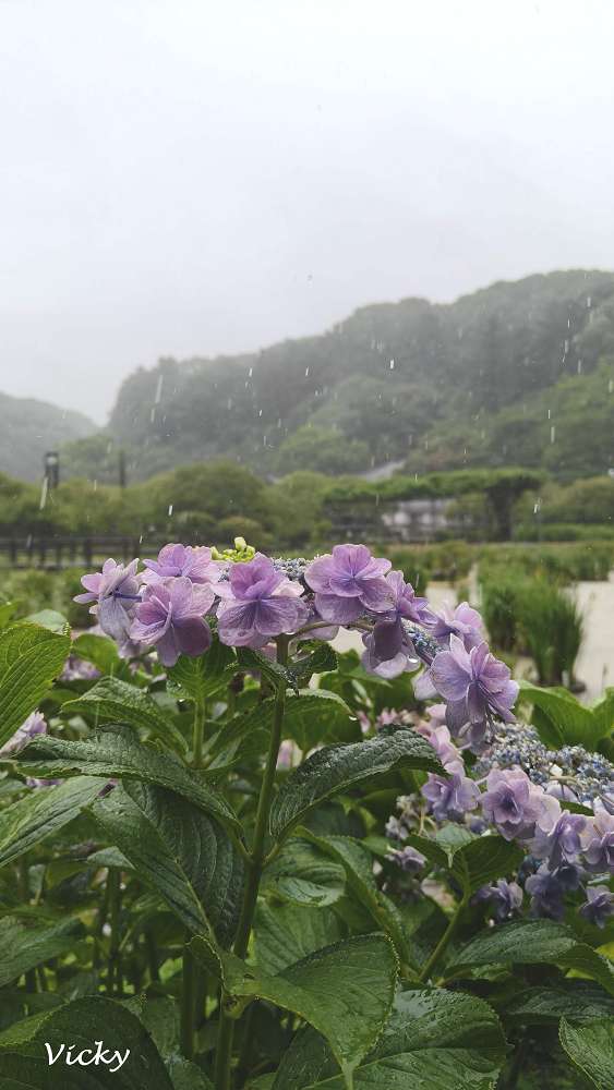 dazaifu-shinzichi-hydrangea